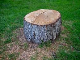 Trusted Rossmoor, CA Tree Removal Experts