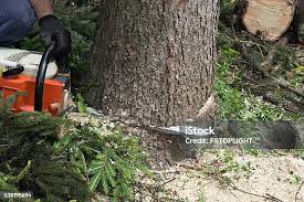 Best Fruit Tree Pruning  in Rossmoor, CA