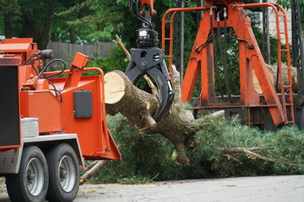Best Lawn Pest Prevention  in Rossmoor, CA