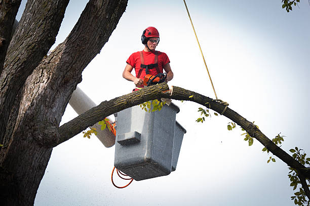 Best Tree Trimming and Pruning  in Rossmoor, CA