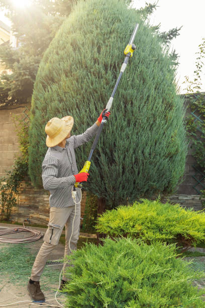 How Our Tree Care Process Works  in  Rossmoor, CA