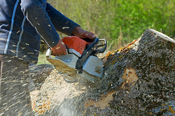 Best Lawn Mowing  in Rossmoor, CA