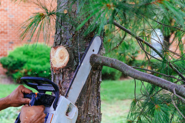 Best Tree Disease Treatment  in Rossmoor, CA